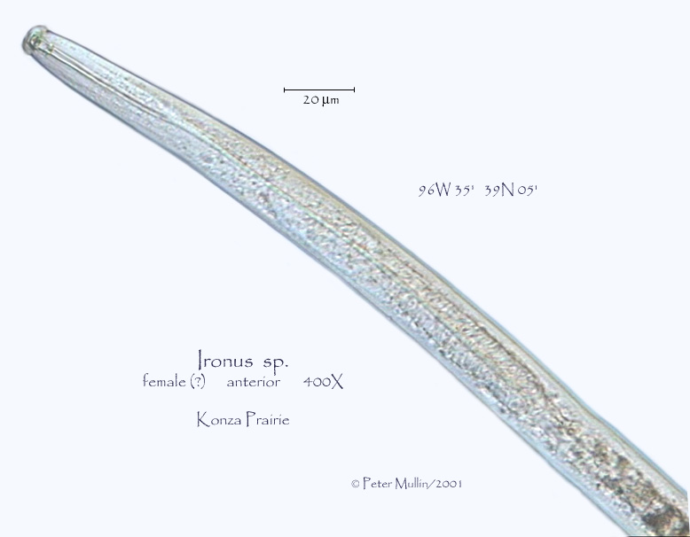 Представитель Семейства Ironidae